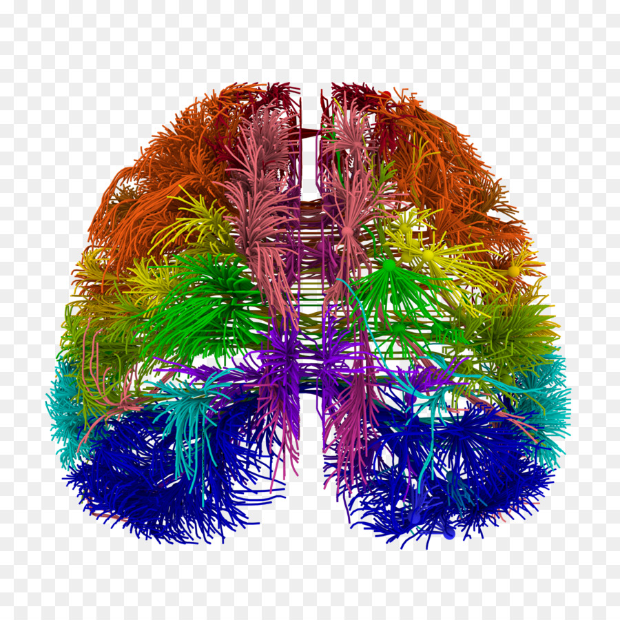 Blue-Brain-Projekt Schaltplan Connectome - Neuron