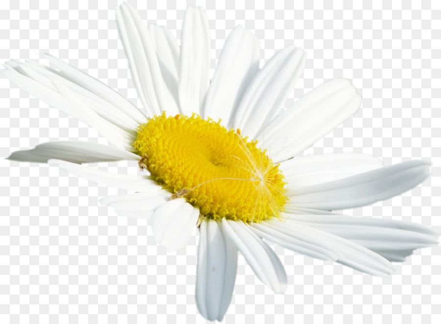 Comune di margherita Oxeye daisy camomilla Romana Transvaal daisy fiori recisi - altri