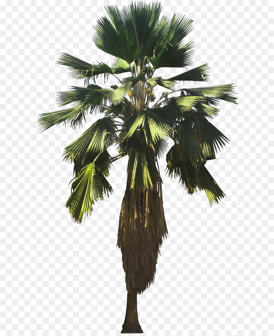 Asiatico palmyra palm Attalea speciosa Pritchardia pacifica Arecaceae Pritchardia thurstonii - altri