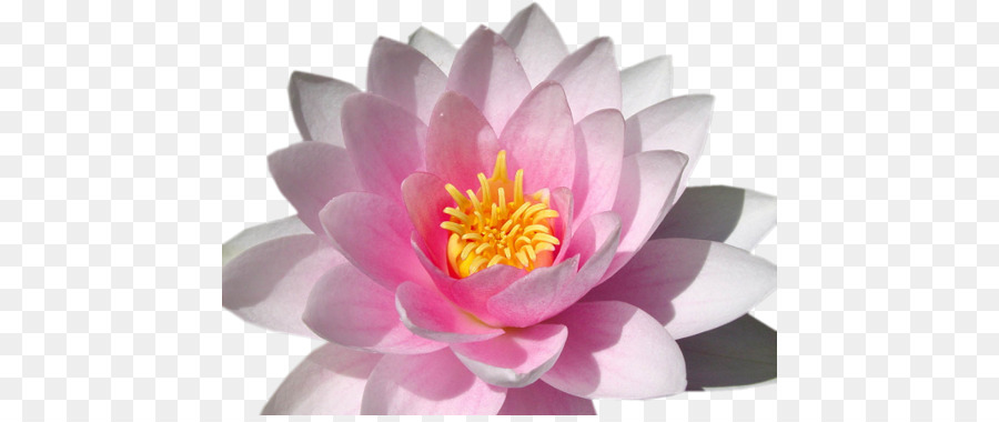 Lilium Pink Blumen Desktop Wallpaper Nymphaea alba - Blume