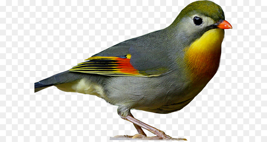 Comune usignolo Europea robin Uccello Finch Vertebrati - uccello
