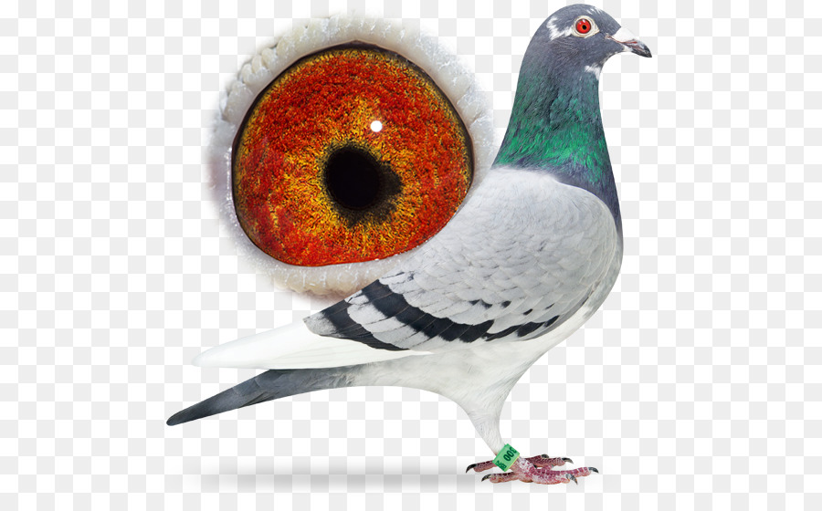 Racing Homer Homing Tauben-Columbidae Schnabel Fancy pigeon - Vogel