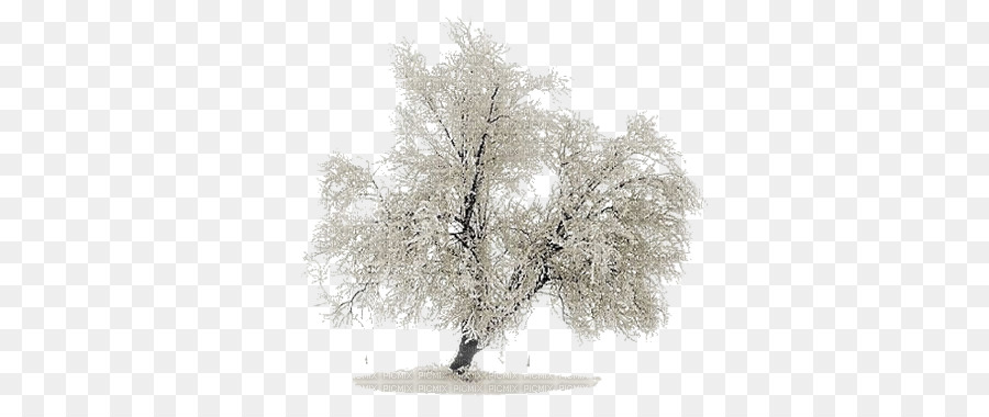 Albero di pino Paesaggio - albero