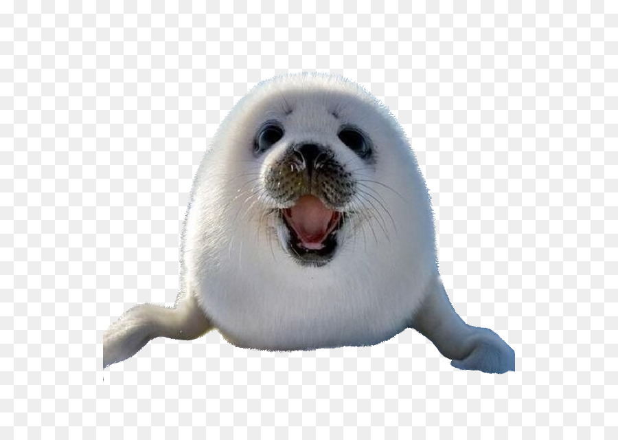 Gehörlosen seal Sea lion Harp seal Arctic Hund - Hund