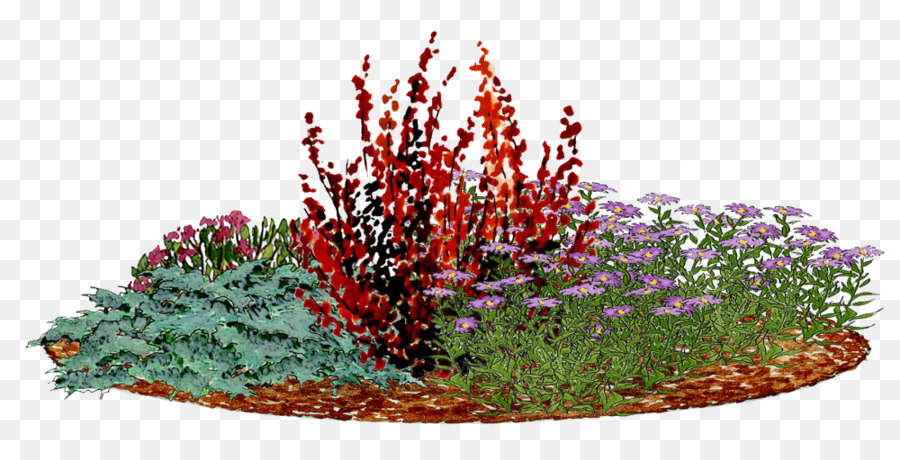 Berberis thunbergii Blume, Garten, Schnittblumen, Strauch Zierpflanze - andere