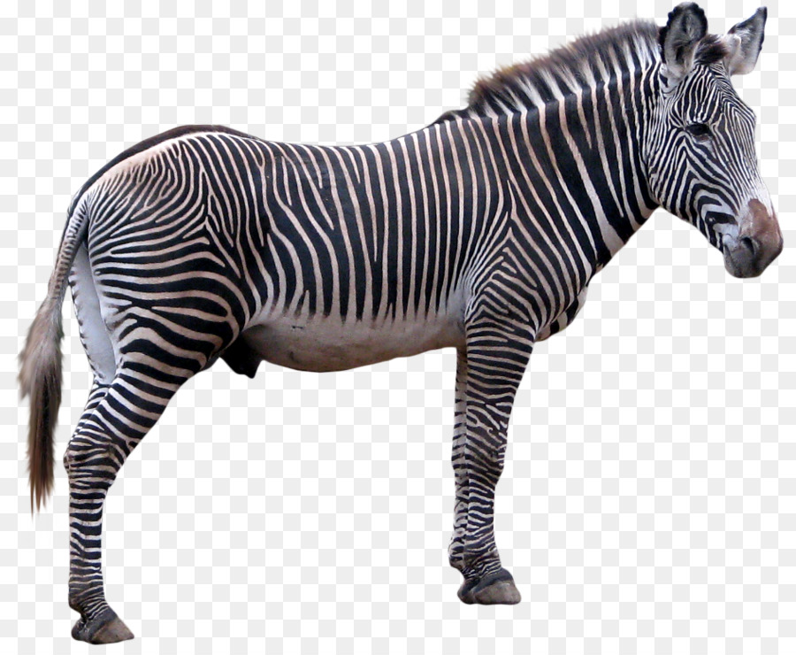 Zebra Technologies Clip art - Zebra