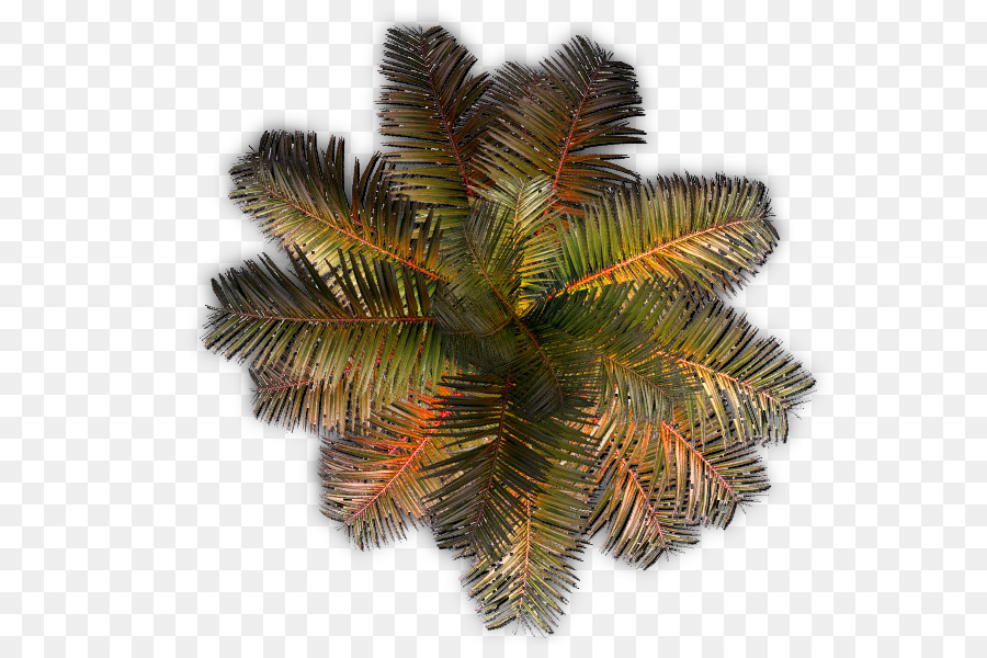 Arecaceae Cây Thực Vật - cây
