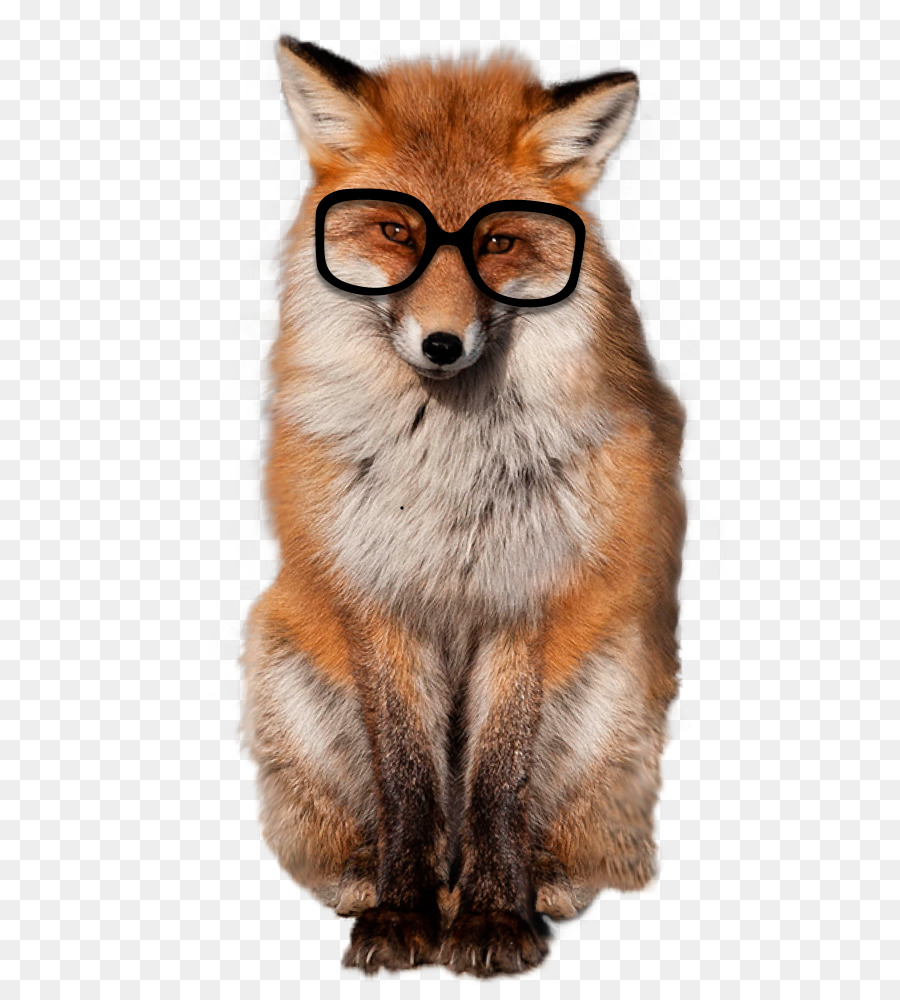 Red fox Baffi Pelliccia Muso - Volpe