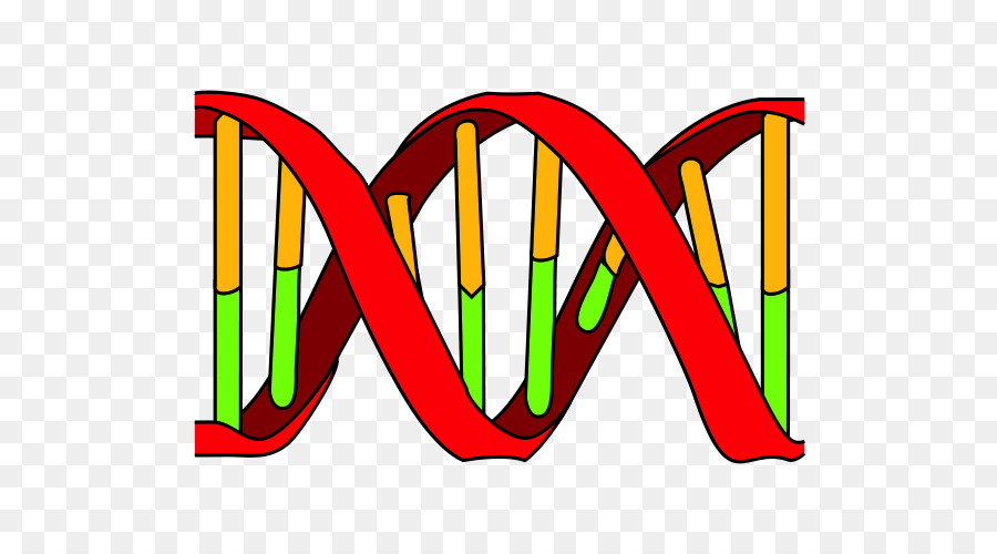 DNA-Replikation DNA-polymerase die Nukleinsäure-Doppelhelix - andere