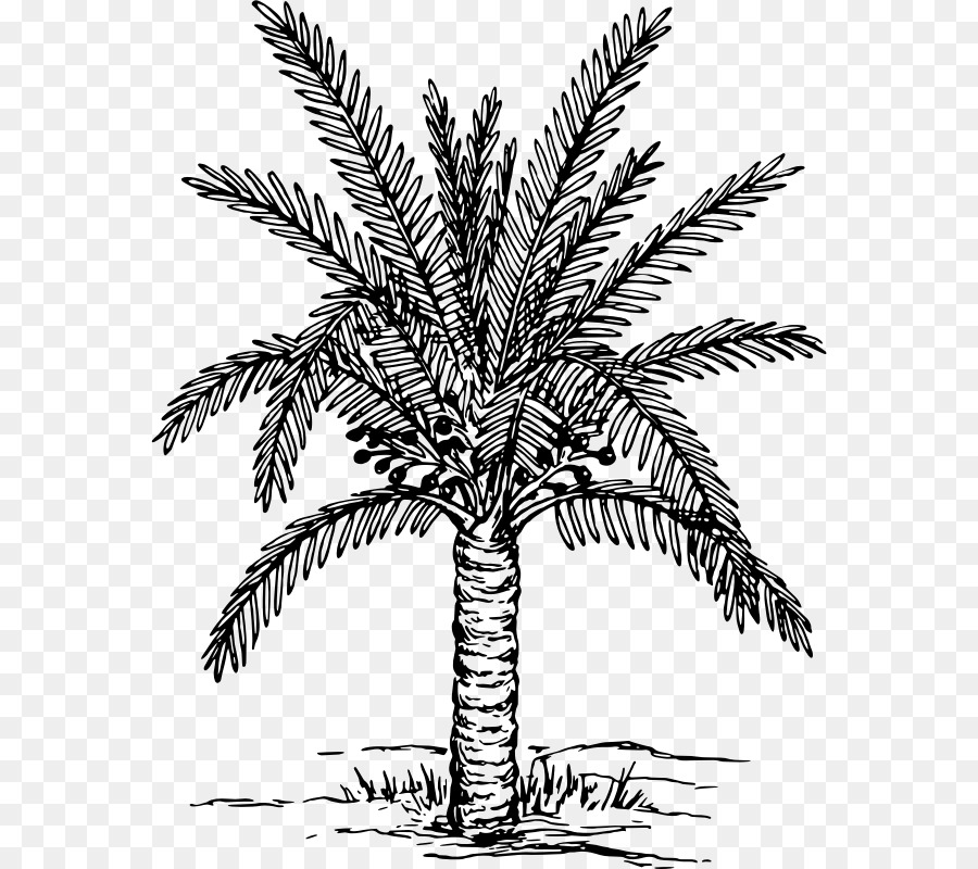 Arecaceae-Zeichnung Datum palm Clip art - Dattelpalme