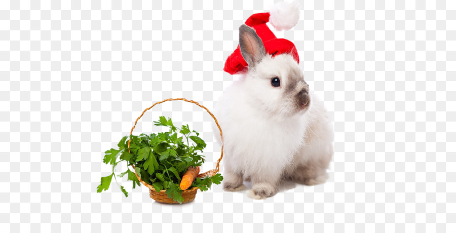 Hase Osterhase Leporids Weihnachten Neue Jahr - Kaninchen