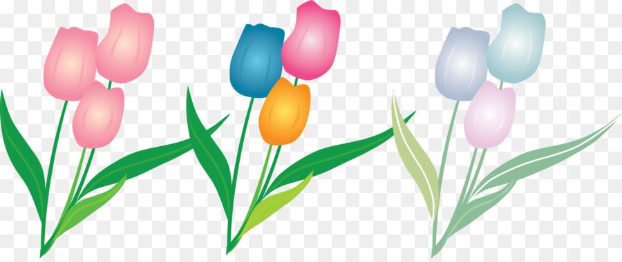Tulip fiori recisi - Tulipano