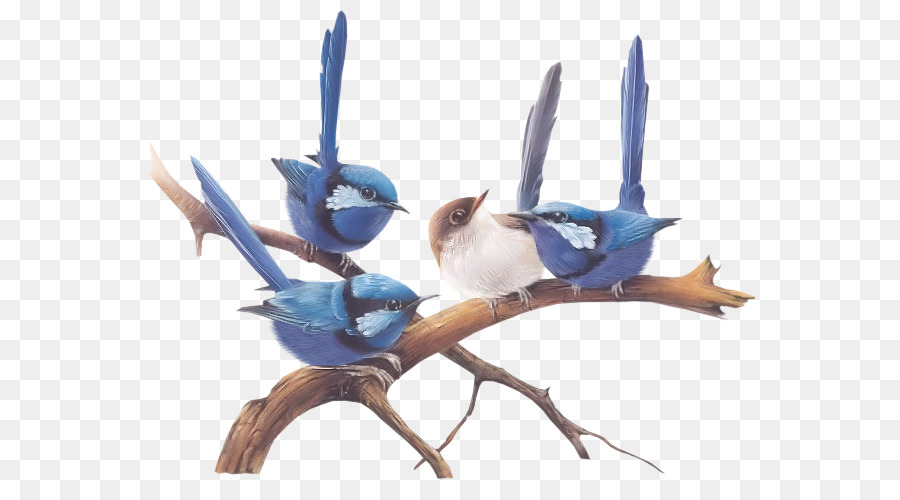 Un portafoglio di uccelli Australiani Wren Po ' di corella Pittura - uccello