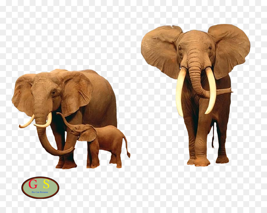 Elefant Giraffe Desktop Wallpaper Kruger National Park - Elefant
