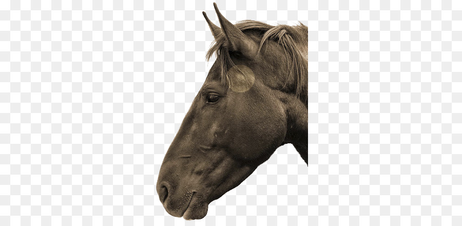 Cavallo articolazione Temporo-mandibolare Equina odontoiatria Mane Stallone - cavallo