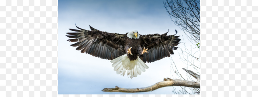 Bald Eagle, Aquila dalla coda Bianca Uccello in Haast Aquila - uccello