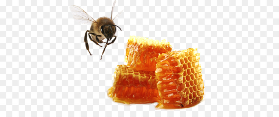 Westliche Honigbiene Apis cerana Bienenwachs - Biene