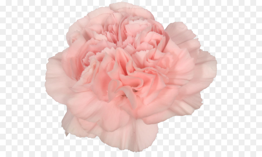 Centifolia hoa hồng hoa cẩm Chướng Vườn hoa hồng hoa - hoa