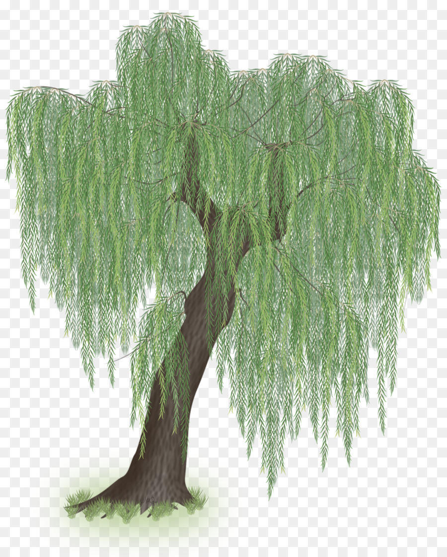 Weeping willow Tree Trunk-Zweig - Weidenbaum