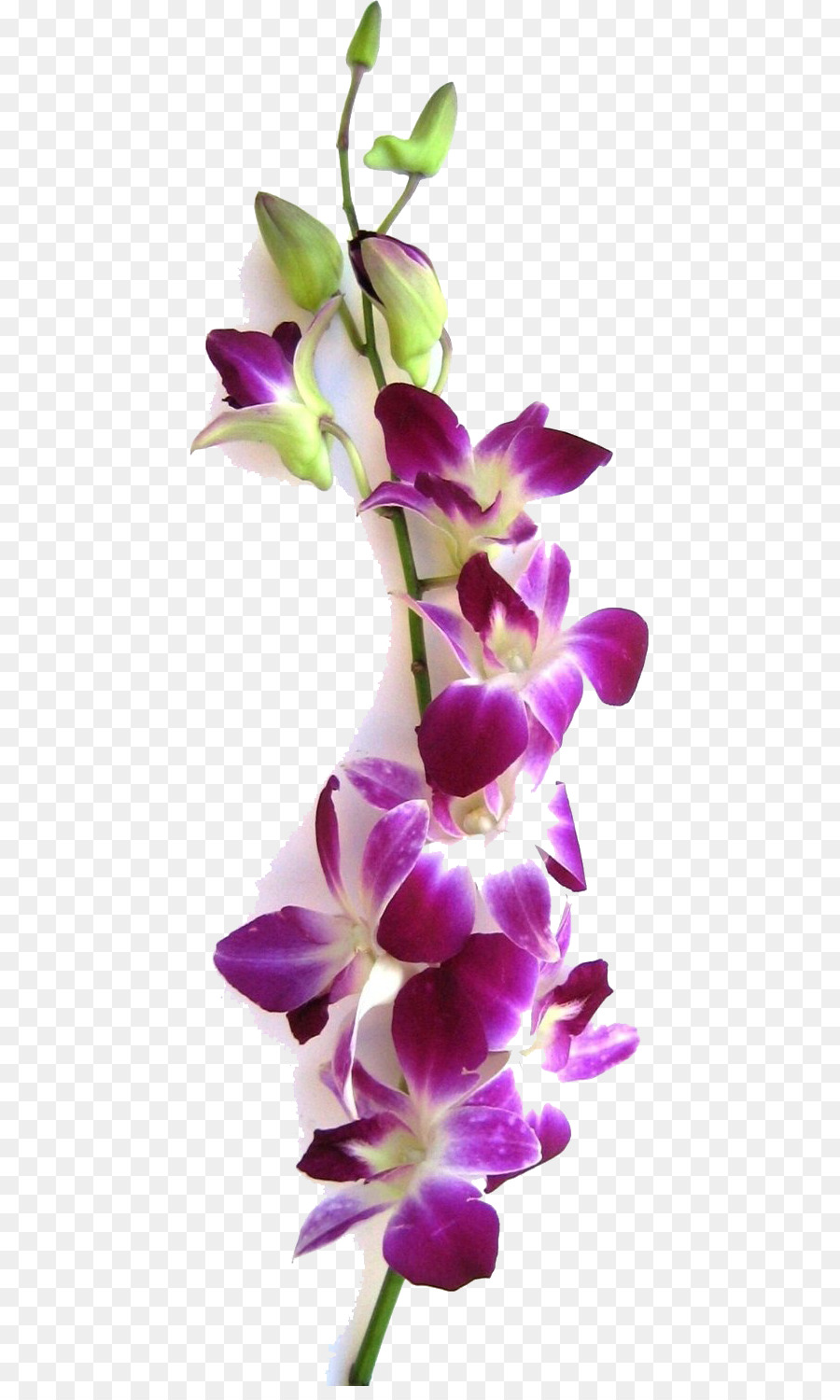 Orchidee Dendrobium Fiore staminali Vegetali - fiore
