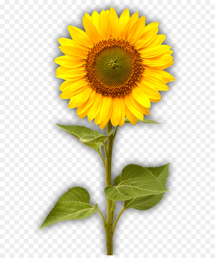 Gemeinsame Sonnenblume Sonnenblumen Helianthus giganteus Stock Fotografie - Blume