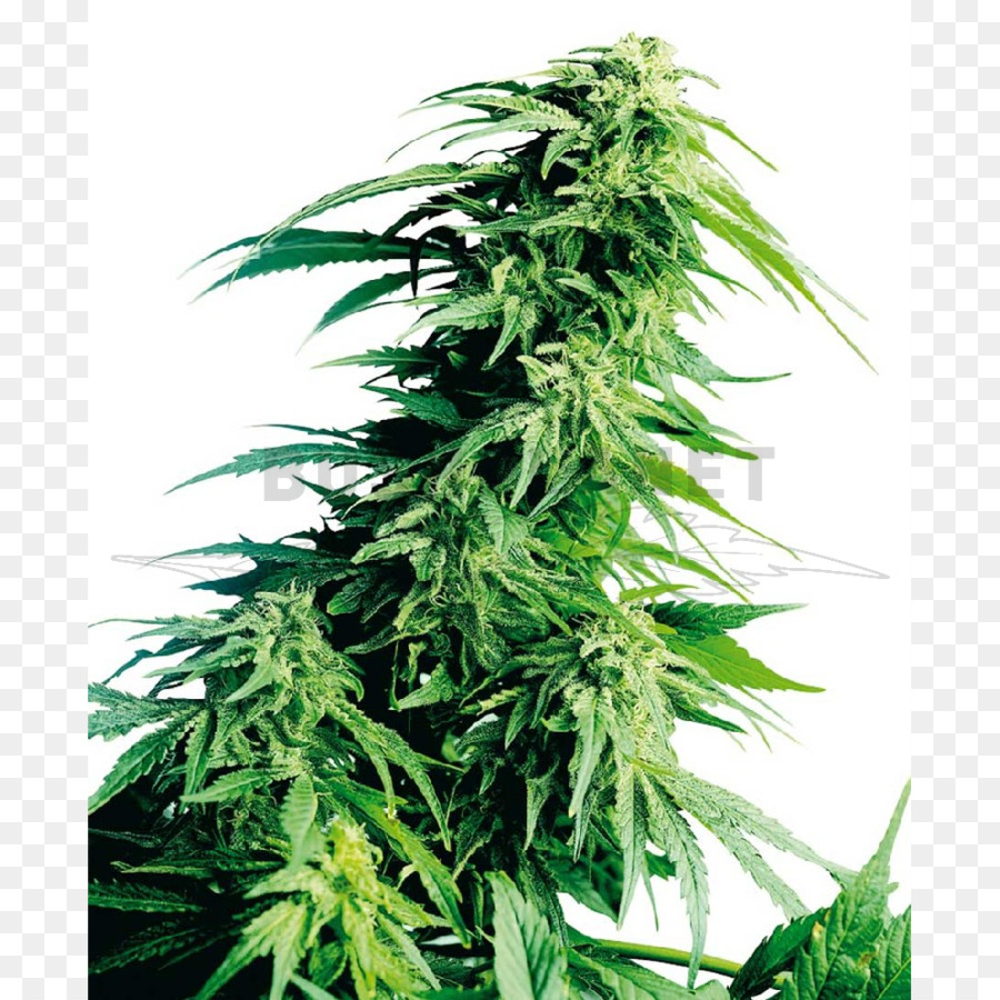 Hindu Kush Cannabis-Anbau Sensi Seeds - Cannabis