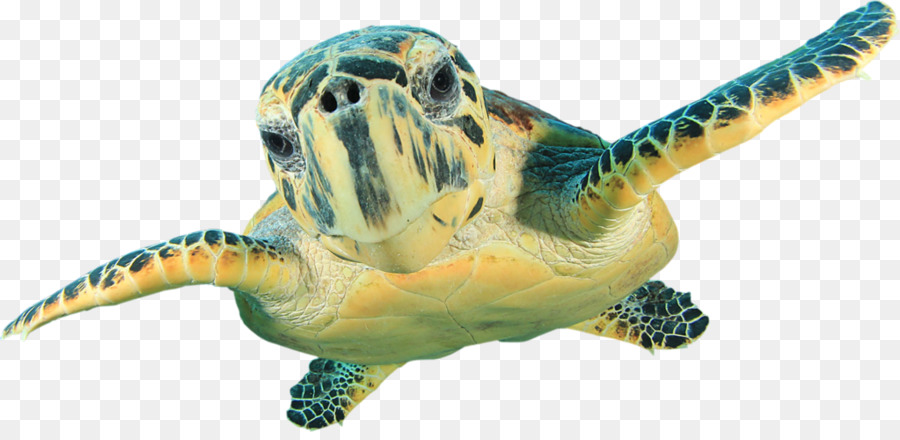 Hawksbill sea turtle-Wand-Abziehbild-Green sea turtle - Schildkröte