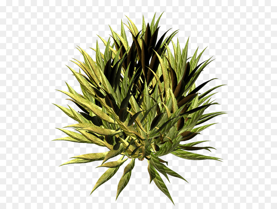 Baum Arecaceae Plötzliche Krone Fallen Verschmutzung Logo - Baum