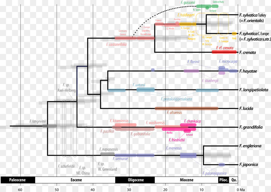 Phylogenie der Fossilen Molekularen Uhr Phylogenetischen Netzwerk Phylogenetischen Baum - andere