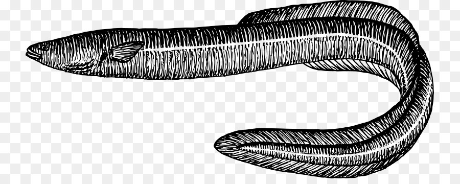 Electric eel Zeichnung Sargasso Meer clipart - andere