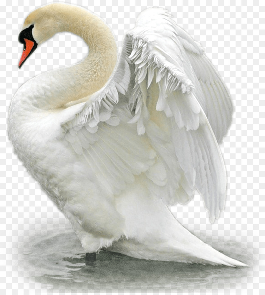 Vogel Mute swan der Trompeter-Schwan-Ente-The Magic Swan Gänse - Schwäne