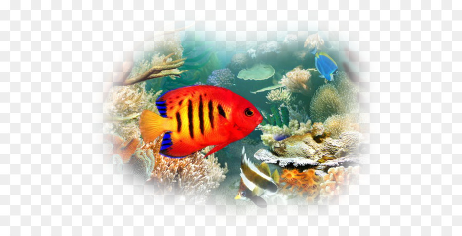 Tropische Fische Aquarien Desktop Wallpaper Tier - Fisch