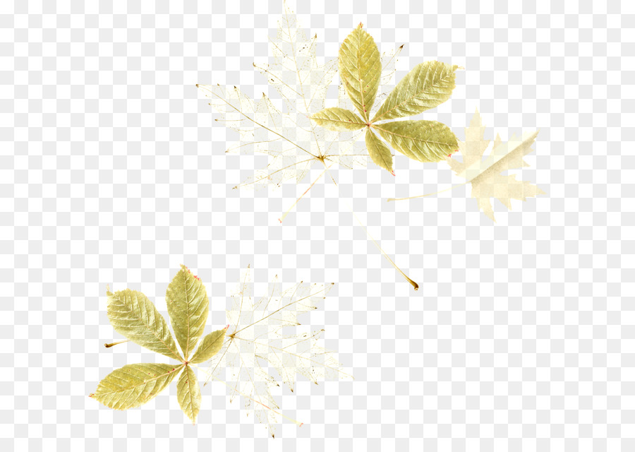 Blume, Blatt, Blütenblatt Pflanze Stiel - Blume