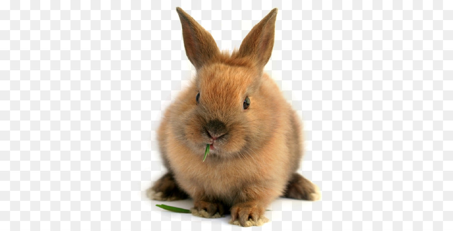 Thỏ trong nước lưu trữ rồng thỏ con heo hà lan Lùn thỏ ở California thỏ - thỏ