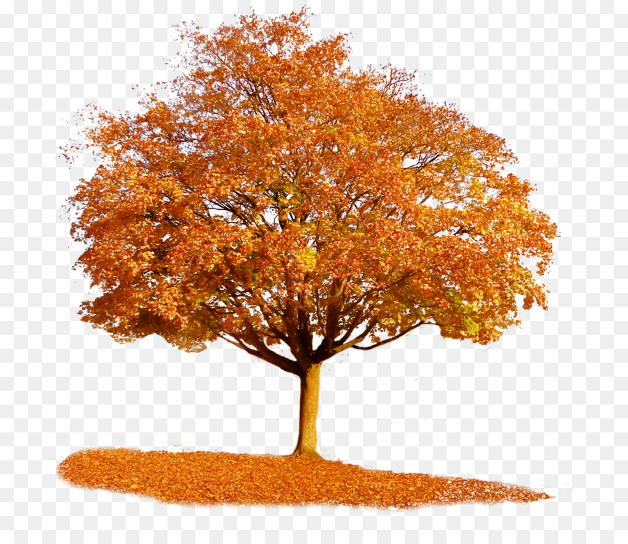 Baum Herbst Clip art - Baum