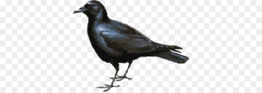 American corvo della Nuova Caledonia, corvo Uccello Tux Paint - uccello