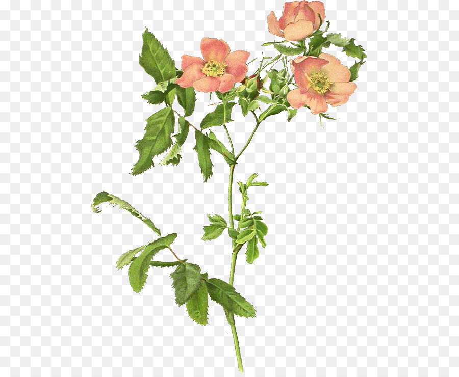 Giardino di rose rosa canina, Rosa blanda rose Centifolia Clip art - altri