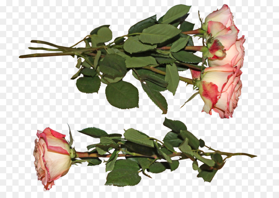 Garten Rosen Schneiden, Blumen Blütenblatt DeviantArt - Rose