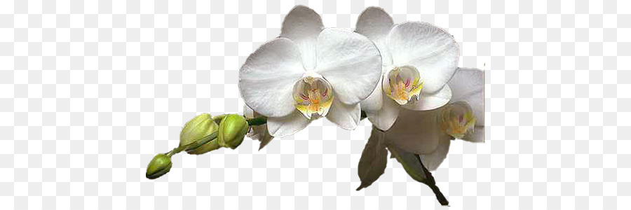 Moth Orchideen Schnittblumen Clip art - Blume