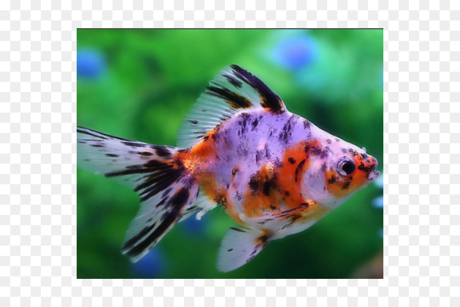 Common goldfish Veiltail Komet Ryukin Oranda - Fisch