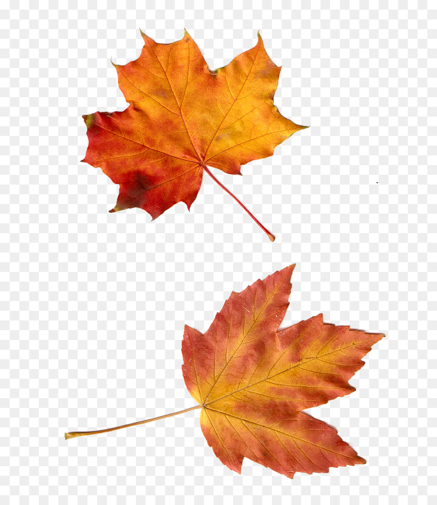 Herbst Leaf Clip art - Herbst