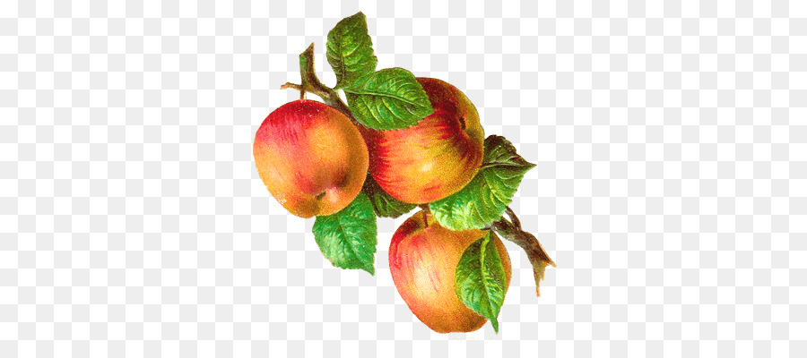 Obst clipart - Apple