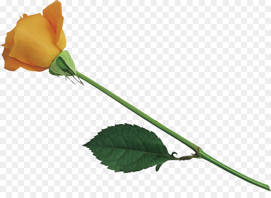 Hoa hồng trong vườn hoa đã Cắt Bud gốc Thực vật - hồng vàng