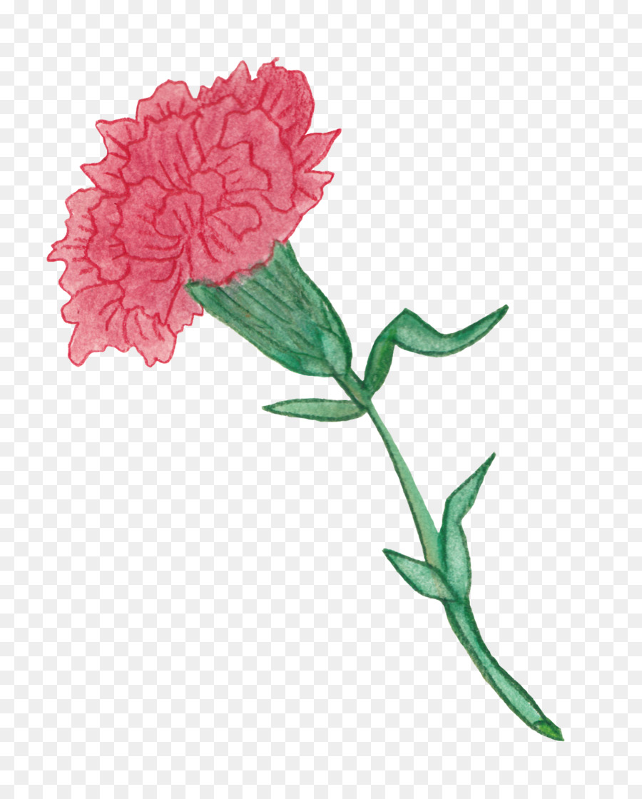Garofano matita Colorata Giardino di rose pittura ad Acquerello fiori recisi - altri