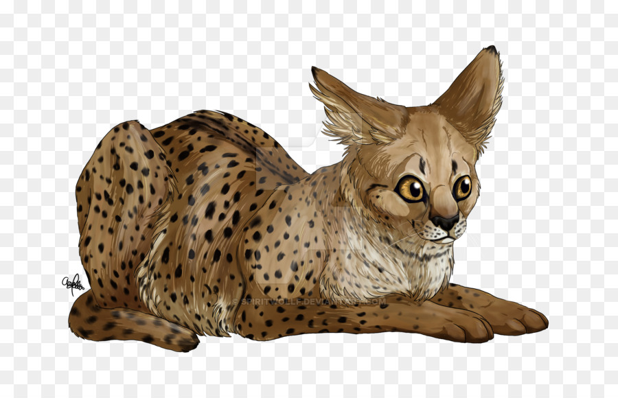 Savannah gatto California Spangled Ocicat Baffi Ocelot - ghepardo