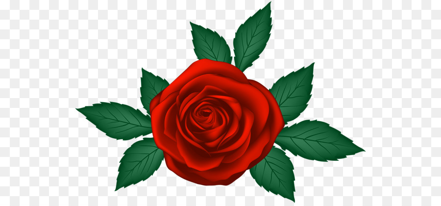 Hoa hồng trong vườn Clip nghệ thuật - Hoa hồng