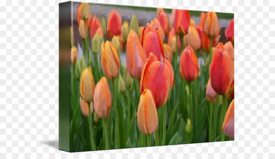 Tulip pittura Digitale Opera d'arte - Tulipano