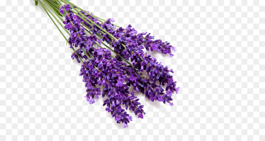 English lavender Lavendel-öl Parfüm-Geruch - Parfüm