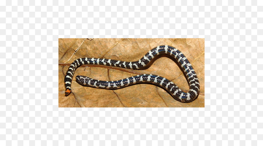 Rắn độc Kingsnakes Bò sát Cylindrophis ruffus - con rắn