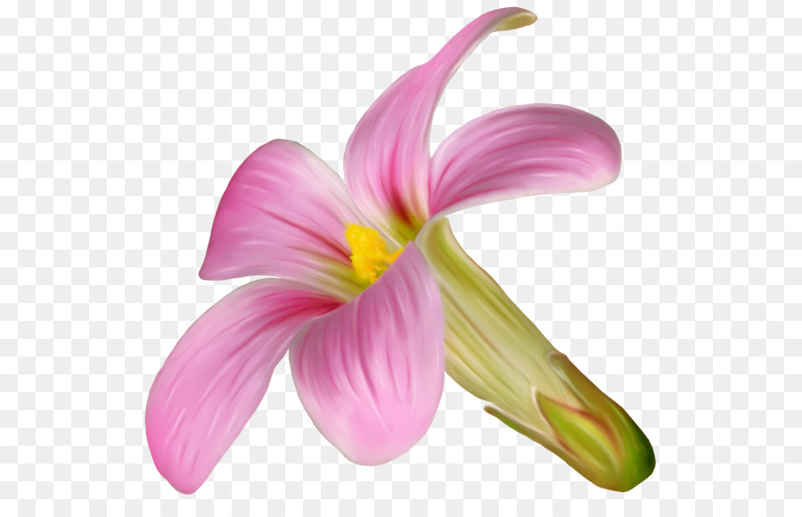 Pink M Schnitt Blumen Blütenblatt Taglilien - andere